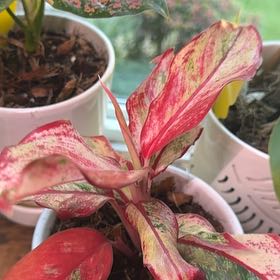 Photo of the plant species Aglaonema by @PromptScaldweed named Robert Plant on Greg, the plant care app
