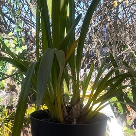 Photo of the plant species Yellow-Flowered Cymbidium by @KeyJadeplant73 named Pax on Greg, the plant care app