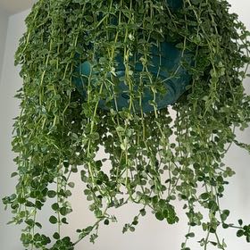 Photo of the plant species Pilea depressa 'Sao Paulo' by @GentleHoyajade named Acadia on Greg, the plant care app