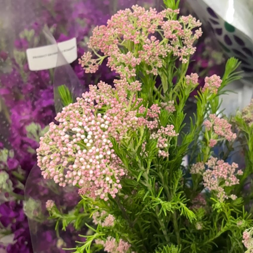 Photo of the plant species Queen of the Prairie by @BuffJavafern named Plato on Greg, the plant care app