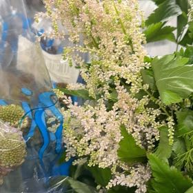 Photo of the plant species Queen of the Prairie by @BuffJavafern named Bella on Greg, the plant care app