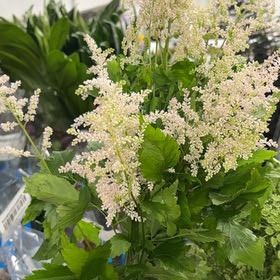 Photo of the plant species Queen of the Prairie by @BuffJavafern named Navajo on Greg, the plant care app