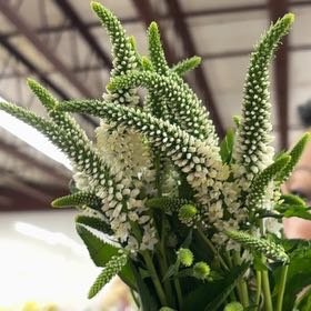 Photo of the plant species Gooseneck Loosestrife by @BuffJavafern named Elina on Greg, the plant care app