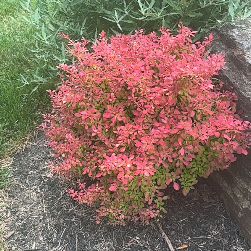 Photo of the plant species Flame of the Woods by @BuffJavafern named Sherlock on Greg, the plant care app