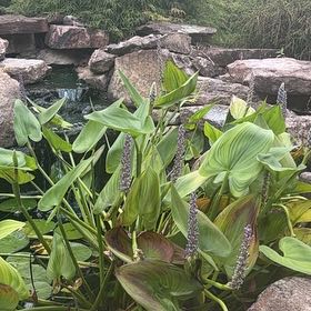 Photo of the plant species Pickerelweed by @BuffJavafern named Leonardo on Greg, the plant care app
