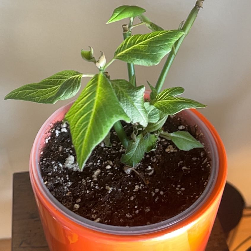 Photo of the plant species Poinsettia 'Pink' by @SwellColocynth named Miley on Greg, the plant care app