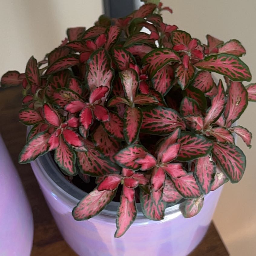 Photo of the plant species Fittonia 'Firetail' by @SwellColocynth named Naomi on Greg, the plant care app
