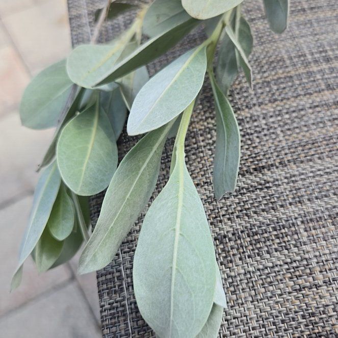 Photo of the plant species Button Mangrove by @StrongBrowallia named Achilles on Greg, the plant care app