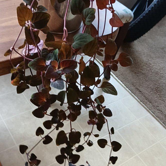Photo of the plant species Creeping Jenny Midnight Sun by @HipWychelm39 named Bodhi on Greg, the plant care app
