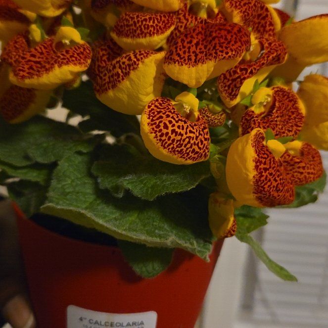 Photo of the plant species Pocketbook Plant by @UnafraidPandan named Gobi on Greg, the plant care app
