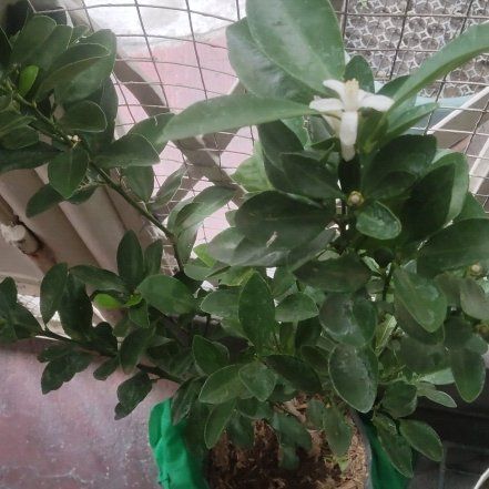Photo of the plant species Calamansi by @ProHopsedge76 named Nithin on Greg, the plant care app
