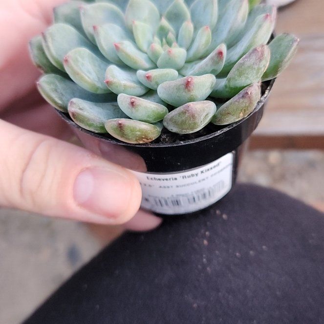 Photo of the plant species Echeveria 'Ruby Kissed' by @ZestfullyNeem15 named Huckleberry Fern on Greg, the plant care app