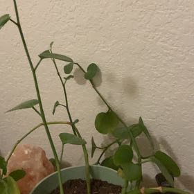 Photo of the plant species Peruvian Grape Ivy by @GladPropagation named Osmo on Greg, the plant care app