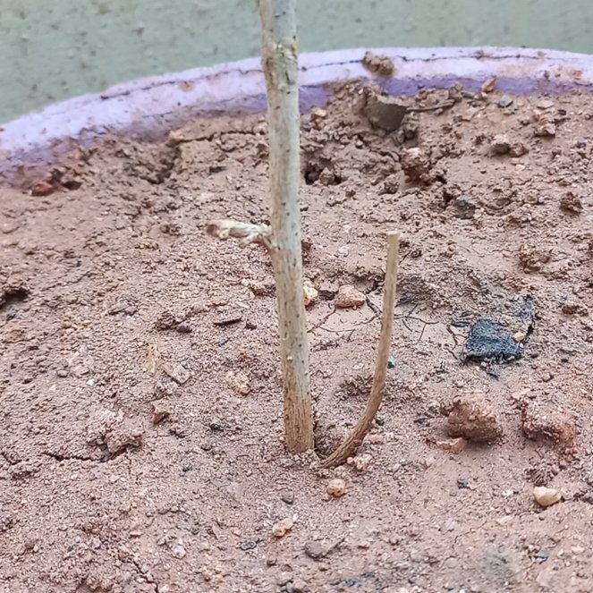 Photo of the plant species Hibiscus by @TangibleLemon85 named Stella on Greg, the plant care app