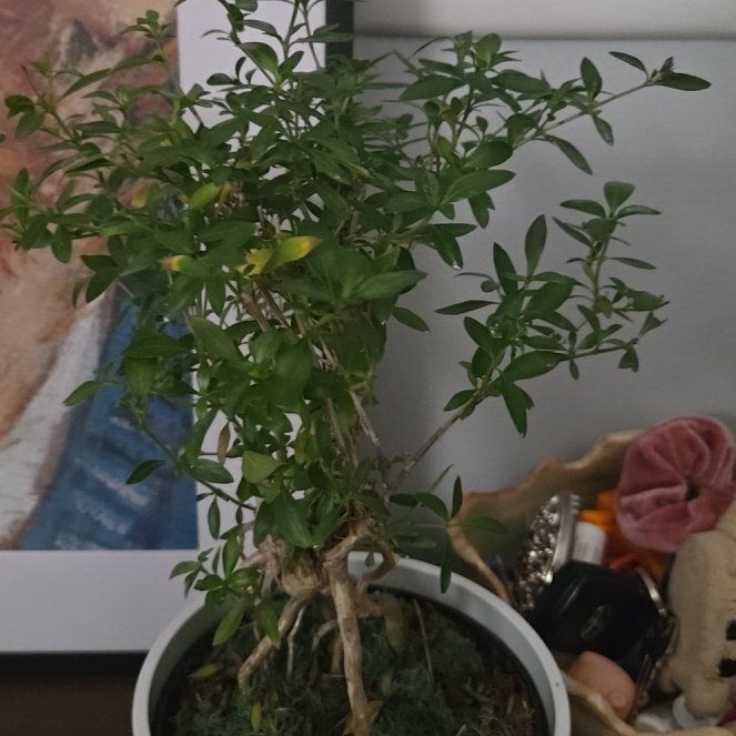 Photo of the plant species Snowrose by @FoxyLakesedge76 named Unnamed on Greg, the plant care app