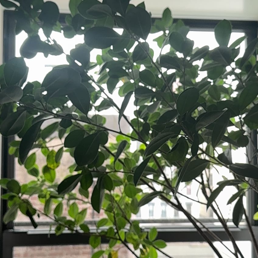 Photo of the plant species weeping fig by @AceSeaoats82 named Ficus on Greg, the plant care app