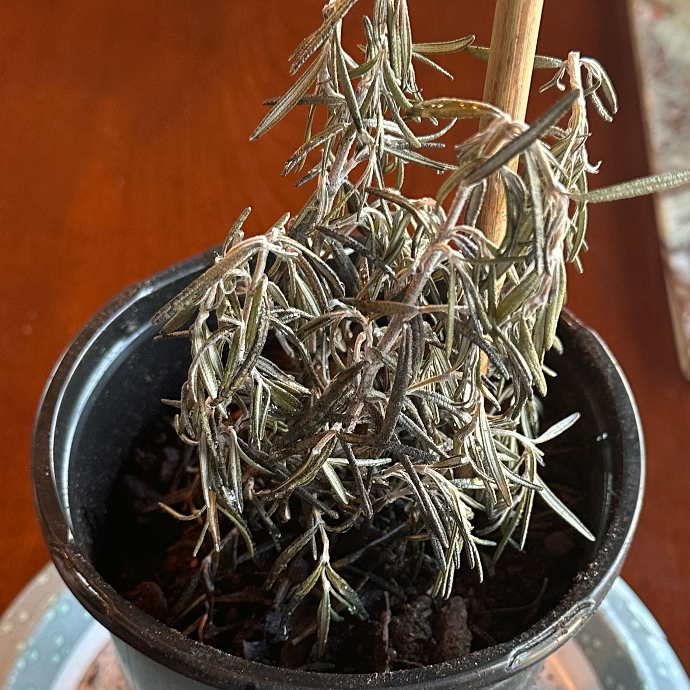 Photo of the plant species Rosemary by @SveltePlain named McKinley on Greg, the plant care app