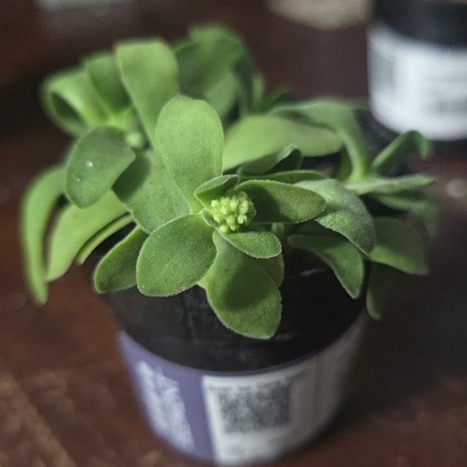 Photo of the plant species Crassula platyphylla 'Mini' by @WinCornbind59 named Bigleef Smalls on Greg, the plant care app
