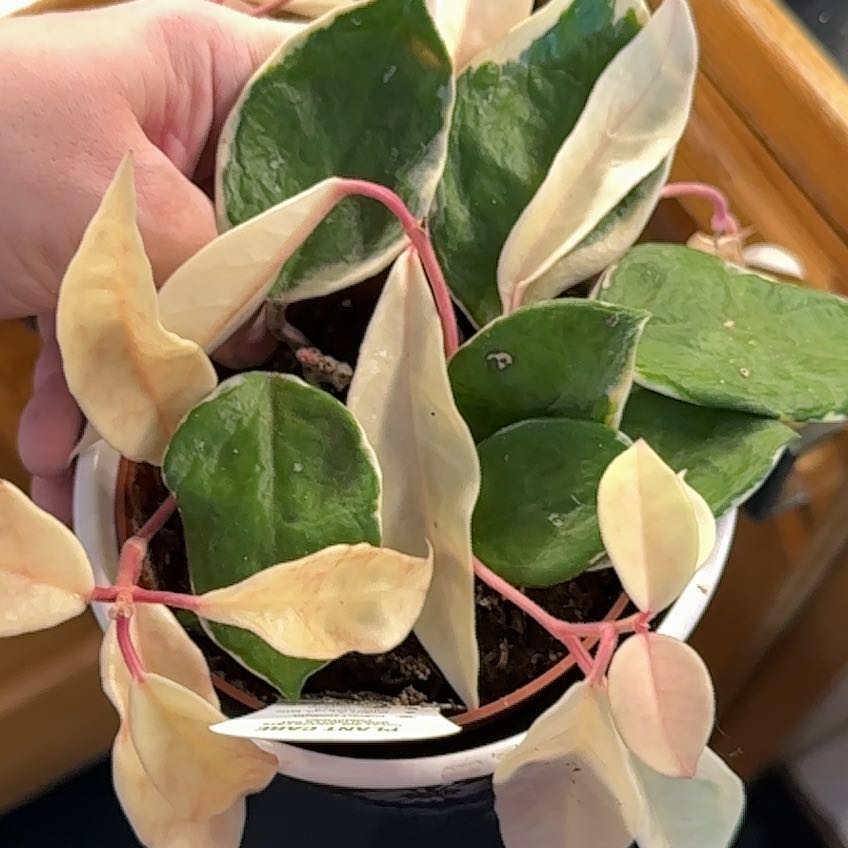 Photo of the plant species Hoya Albo by @MaturePalqui39 named Duke on Greg, the plant care app