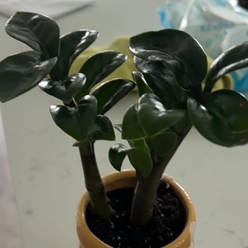 Photo of the plant species Variegated Zanzibar Gem by @AnnEoakleygrows named Nemo on Greg, the plant care app