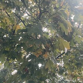 Photo of the plant species Chinese Parasol Tree by @PiousShallot1 named Lola on Greg, the plant care app