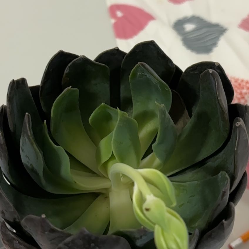 Photo of the plant species Dark Moon by @LusciousCactus named Luna on Greg, the plant care app