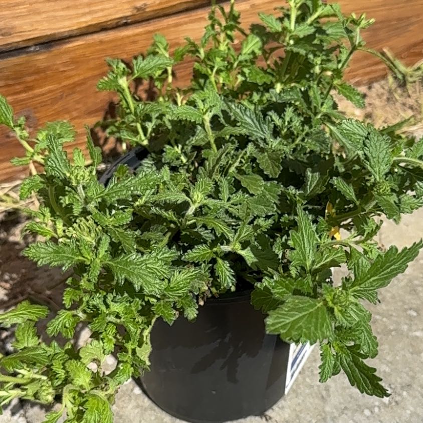 Photo of the plant species Firehouse Burgundy Verbena by @ResolvedAster36 named Between fence and upper wall. South on Greg, the plant care app