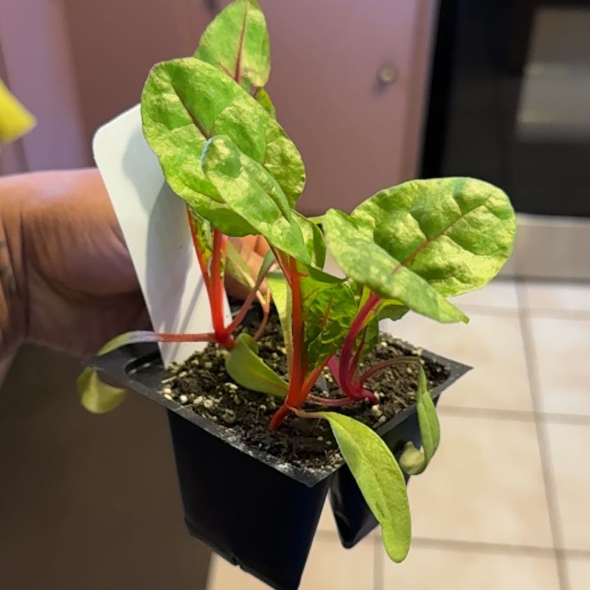 Photo of the plant species Swiss Chard 'Bright Lights' by @GlowingCobnut named Miley on Greg, the plant care app