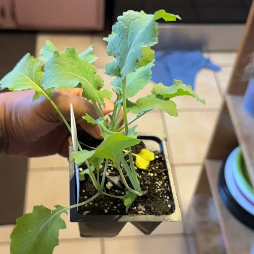 Photo of the plant species Georgia Collard by @GlowingCobnut named Anne on Greg, the plant care app