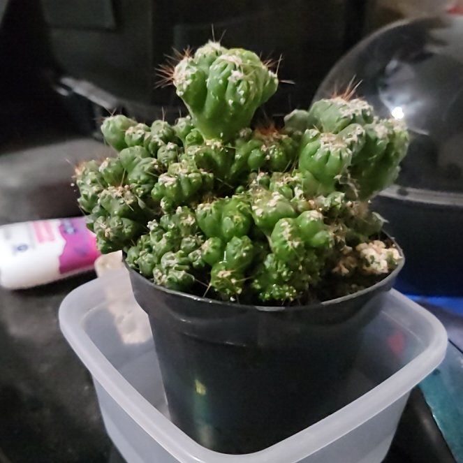 Photo of the plant species Crested Cactus by @BeefyRedfir60 named Murder spree on Greg, the plant care app