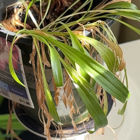 Photo of the plant species Tiny Diamond Asiatic Lily by @PunchyChainfern named Einstein on Greg, the plant care app