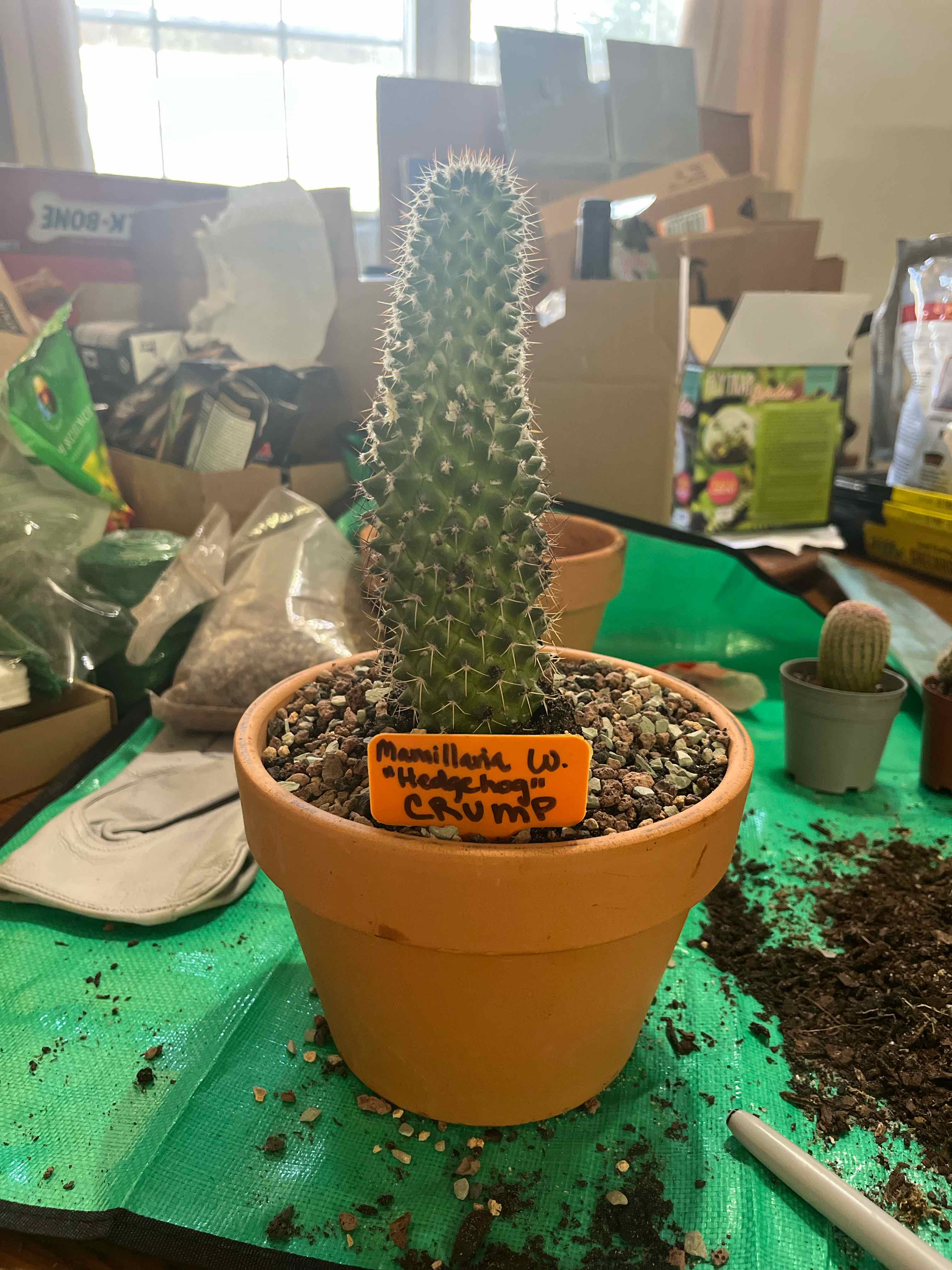 Photo of the plant species Mammillaria winterae by @shrubmuffin named Crump on Greg, the plant care app