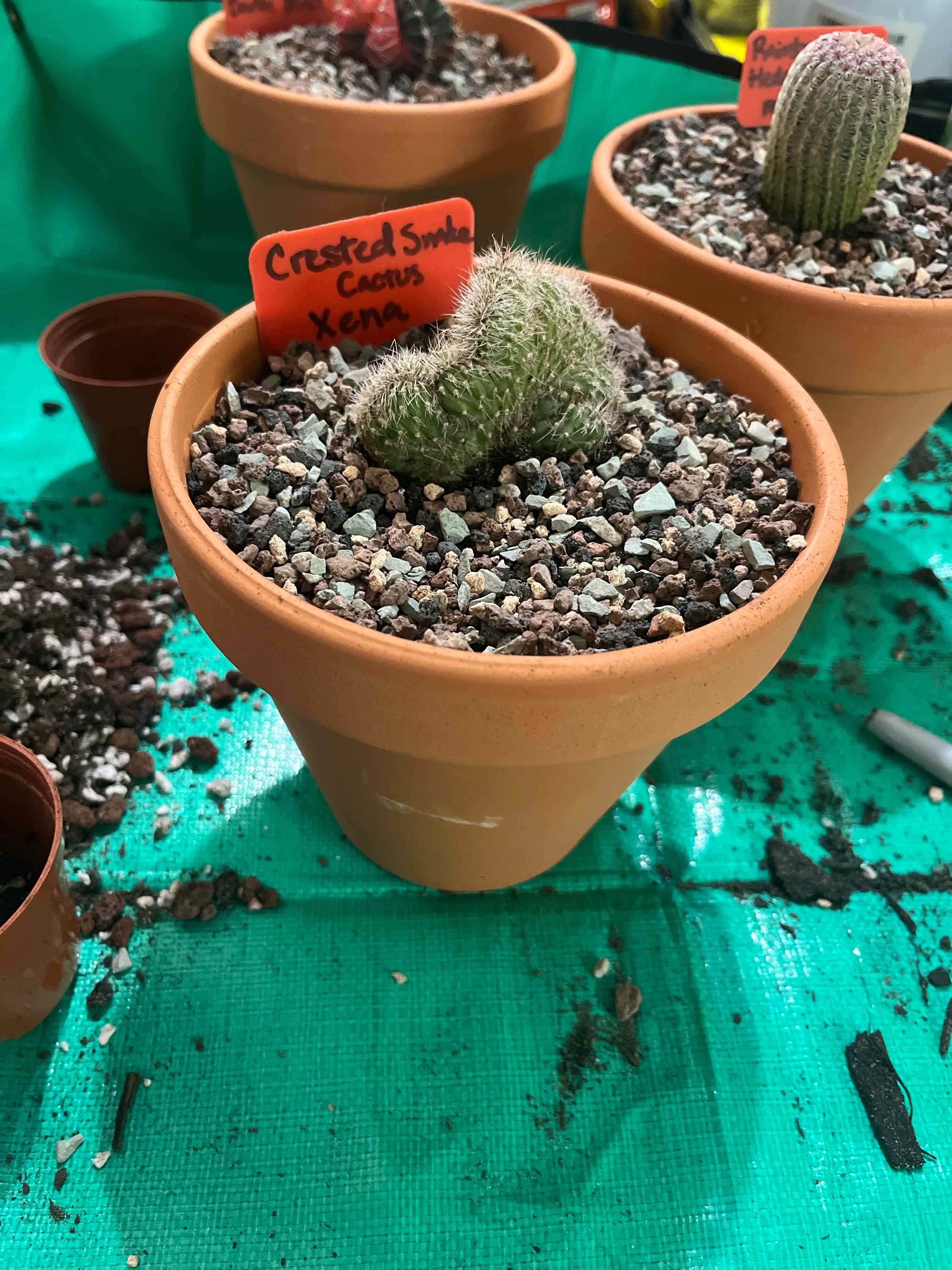 Photo of the plant species Crested Snake Cactus by @shrubmuffin named Xena on Greg, the plant care app