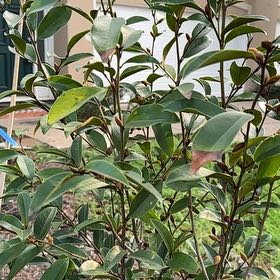 Photo of the plant species Banana shrub by @DesignerHenbane named Bigleef Smalls on Greg, the plant care app