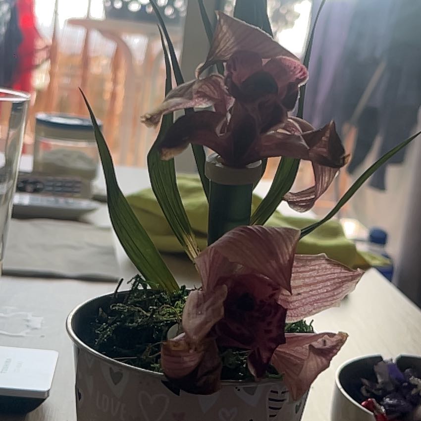 Photo of the plant species Yellow-Flowered Cymbidium by @PotentKippernut named Einstein on Greg, the plant care app