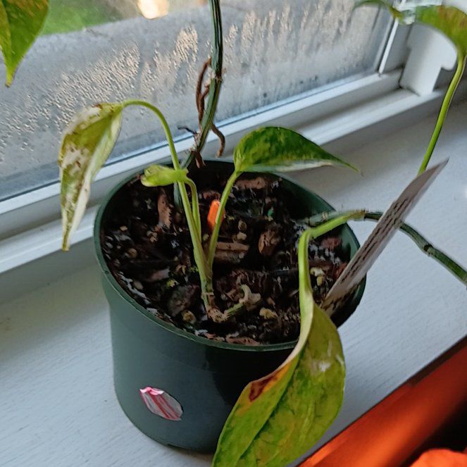 Photo of the plant species Aurea Epipremnum Pinnatum by @TutorBlackberry named Anne Shirley on Greg, the plant care app