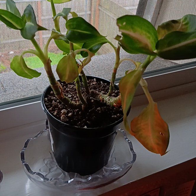 Photo of the plant species Smooth Begonia by @TutorBlackberry named Jane Bennett on Greg, the plant care app
