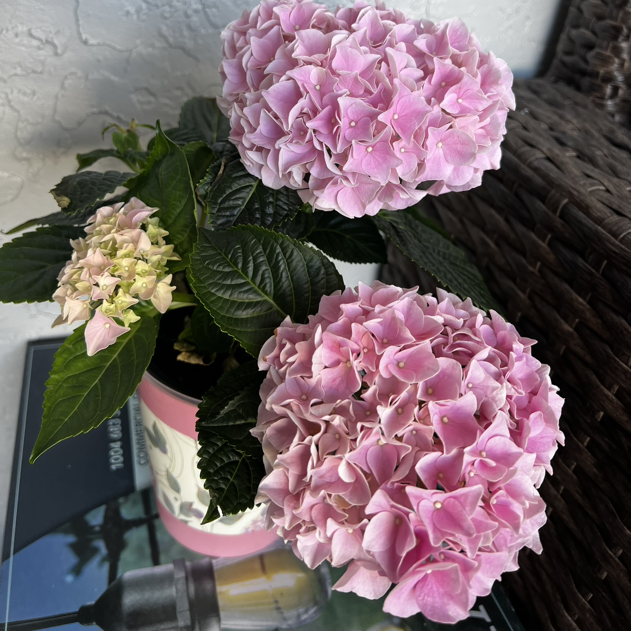 Photo of the plant species Penny Mac by @BigCastorbean42 named Khaleesi on Greg, the plant care app