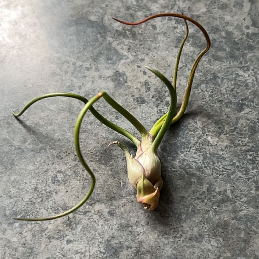 Photo of the plant species Beliza Air Plant by @HolyAutumnonion named Eva on Greg, the plant care app