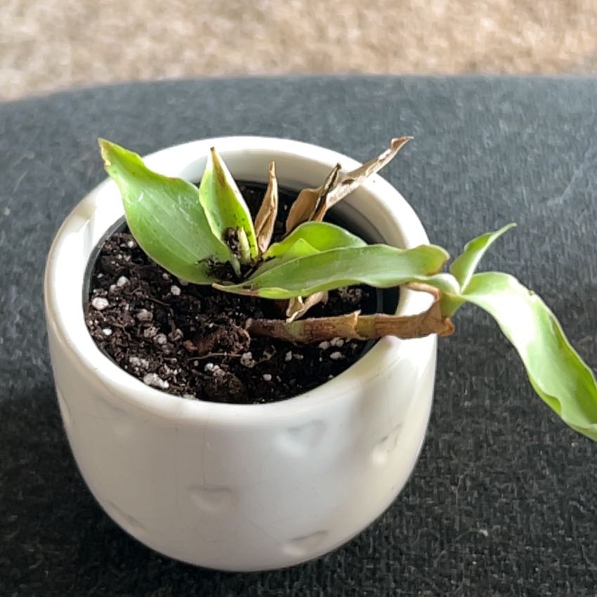 Photo of the plant species Murdannia by @HolyAutumnonion named Gates on Greg, the plant care app