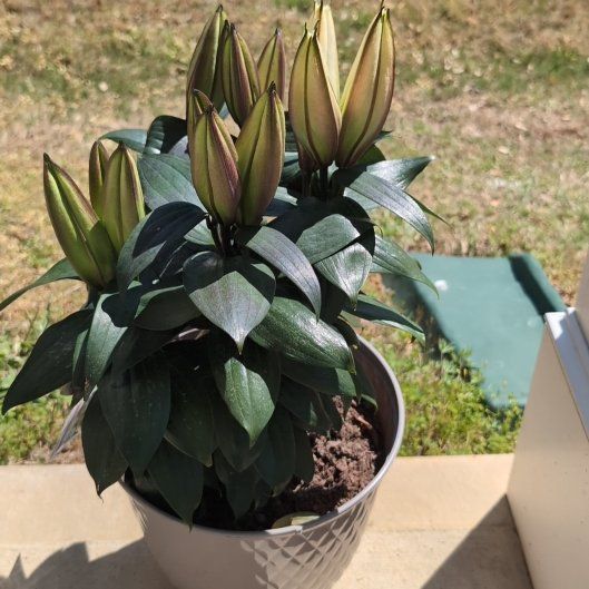 Photo of the plant species Lily 'Sunny Azores' by @StoutRosecactus named Willow on Greg, the plant care app