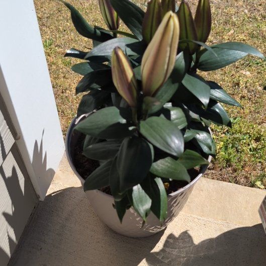 Photo of the plant species Lily 'Sunny Azores' by @StoutRosecactus named Foxxy on Greg, the plant care app