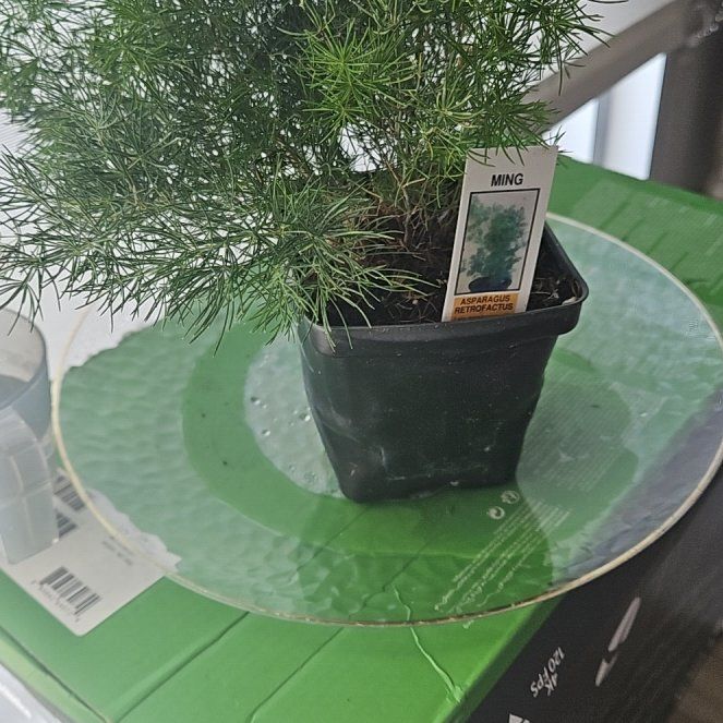 Photo of the plant species Ming Fern by @TrustyBorage named Mingcy on Greg, the plant care app