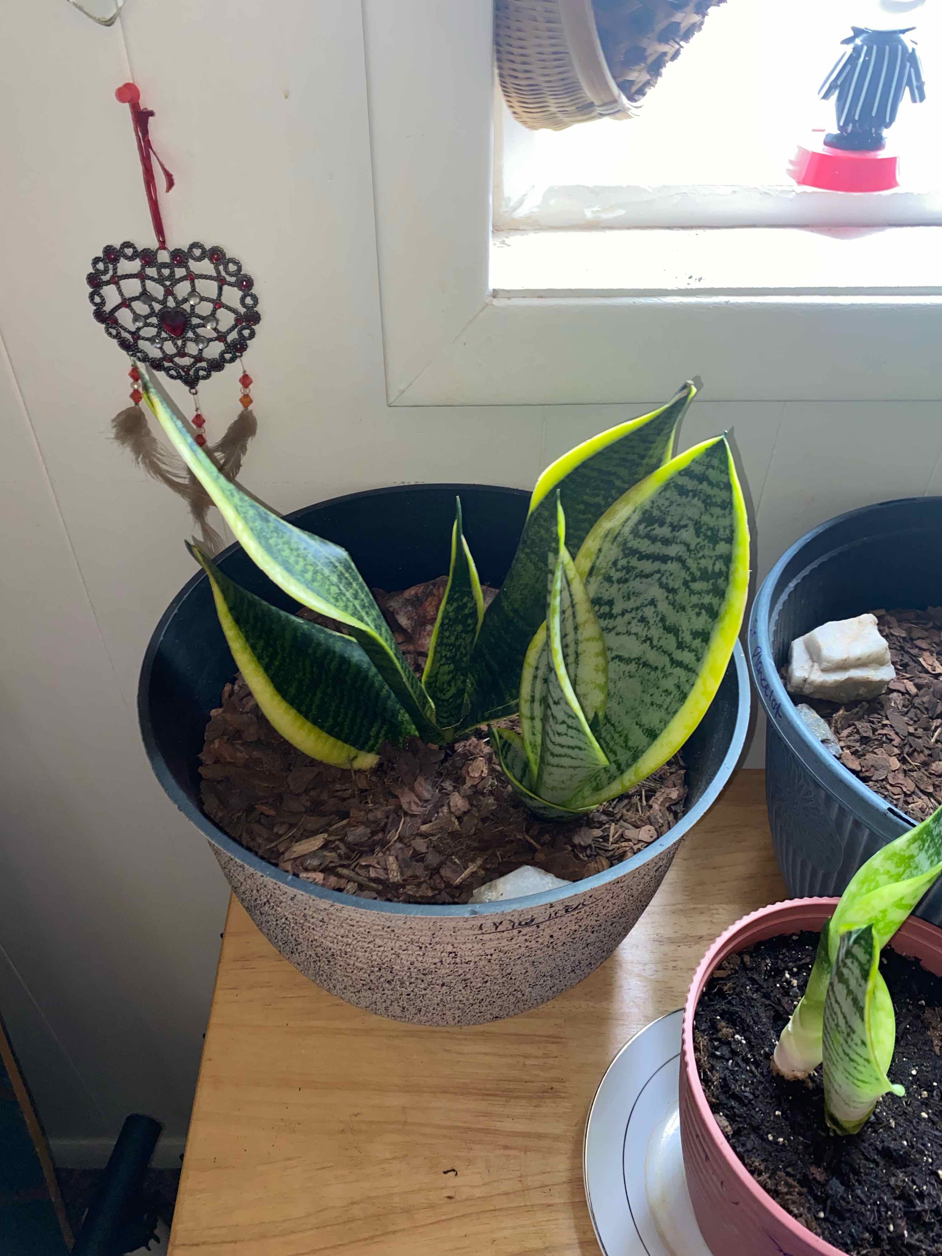 Photo of the plant species White Snake Plant by @BigLlavea70 named Jill (Dracena Trifasciata) on Greg, the plant care app
