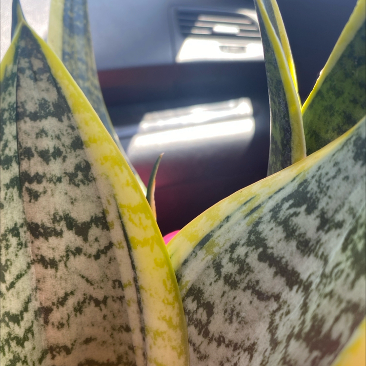 Plant care for Snake Plant on Greg, the plant care app