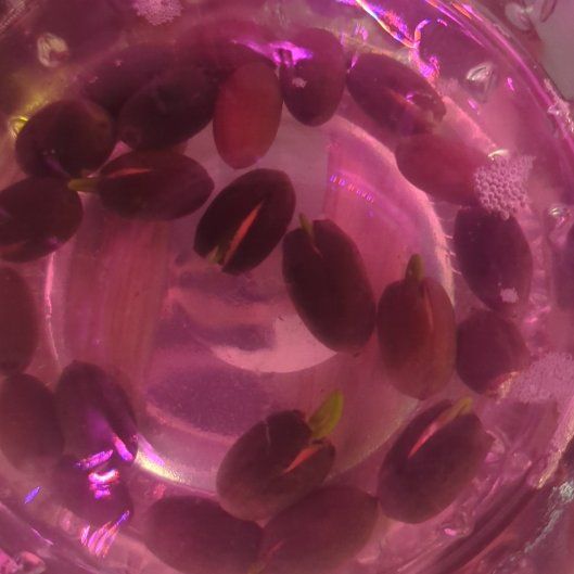 Plant care for Aquarius Water Lily on Greg, the plant care app