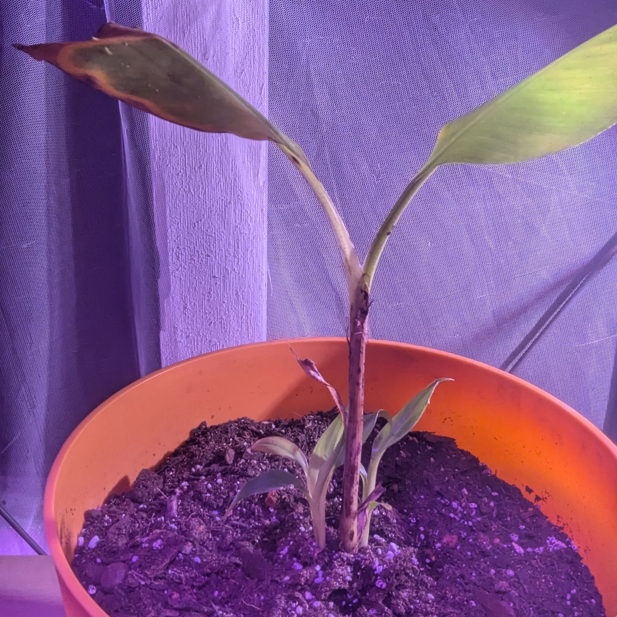 Photo of the plant species Gran Nain Banana by @DearGreenmound named Bella on Greg, the plant care app