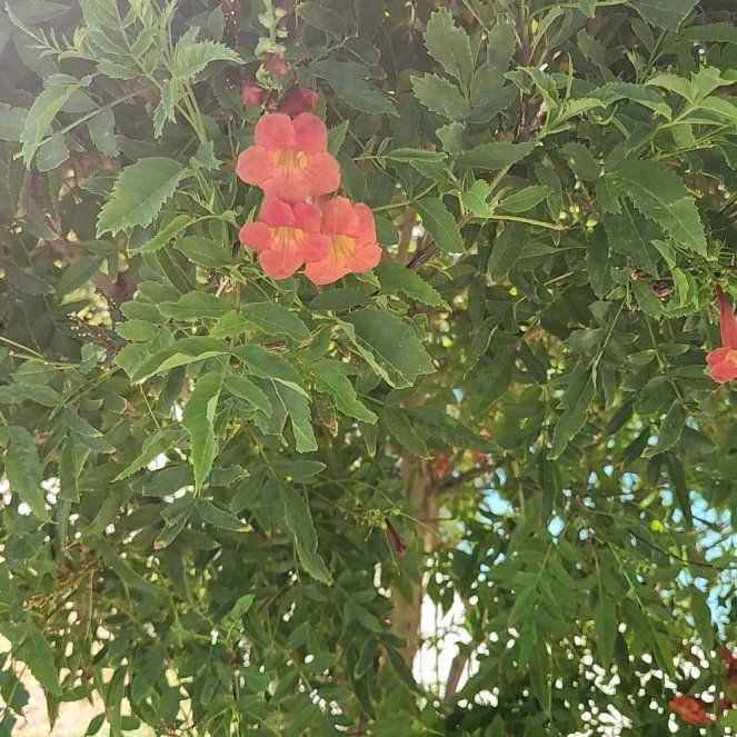 Photo of the plant species Hummingbird Vine by @UniqueBaybean named Harry on Greg, the plant care app