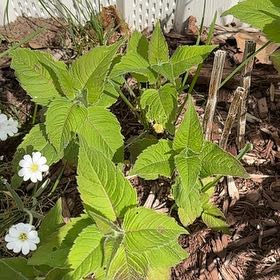 Photo of the plant species Scarlet Beebalm by @SpicyMoss12 named Daphne on Greg, the plant care app