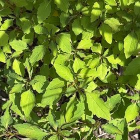 Photo of the plant species Mohintli by @SpicyMoss12 named Lebron on Greg, the plant care app